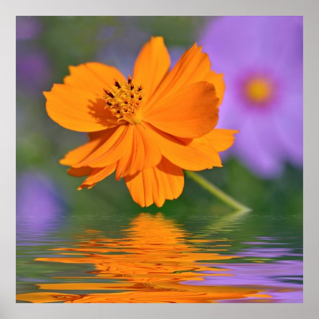 Orange cosmos-blomman ovanför vatten poster (Framsidan)