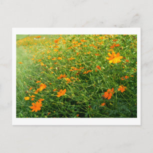 Orange Cosmos blommor: Japan Vykort