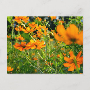 Orange Cosmos Blommor Vykort