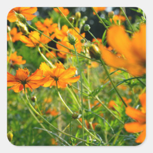 Orange Cosmos Flowers Fyrkantigt Klistermärke