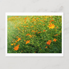 Orange Cosmos Flowers: Japan Vykort