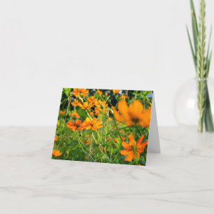 Orange Cosmos Flowers Kort