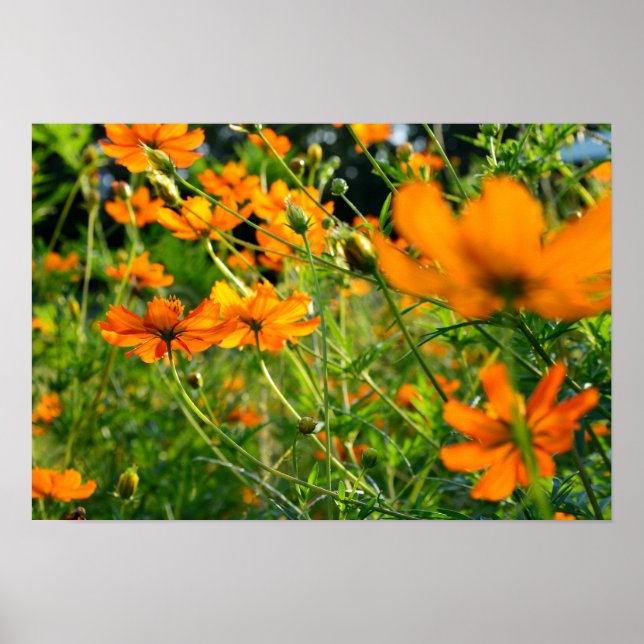 Orange Cosmos Flowers Poster (Framsidan)