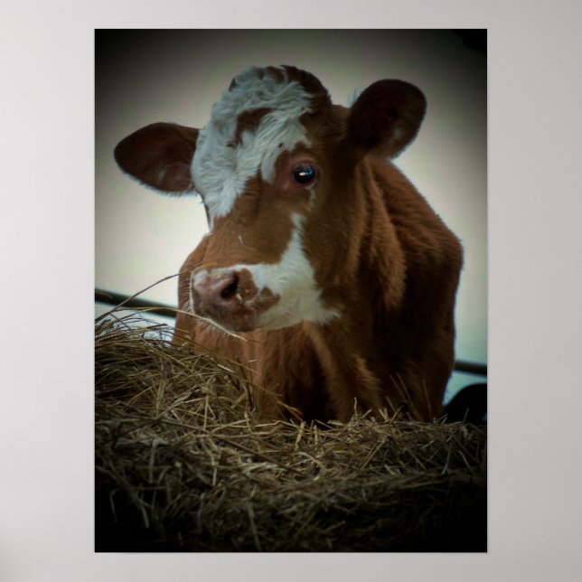 Orange Cream Cow Poster (Framsidan)