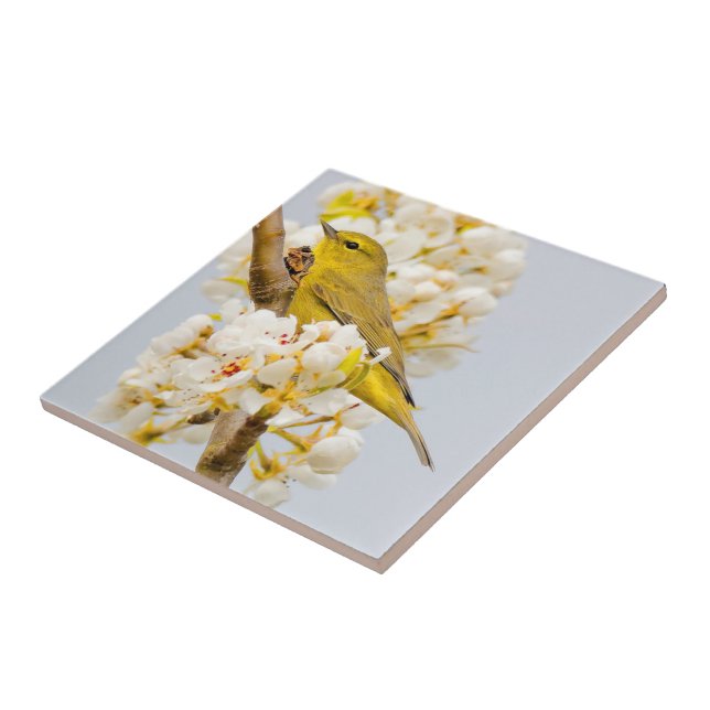 Orange-Crowley Warbler Amid the Cherry Blommars Kakelplatta (Sidan)