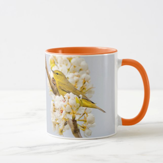 Orange-Crowley Warbler Amid the Cherry Blommars Mugg (Höger)