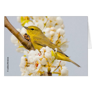 Orange-Crowley Warbler Amid the Cherry Blommars OBS Kort