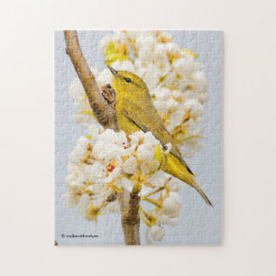 Orange-Crowley Warbler Amid the Cherry Blommars Pussel