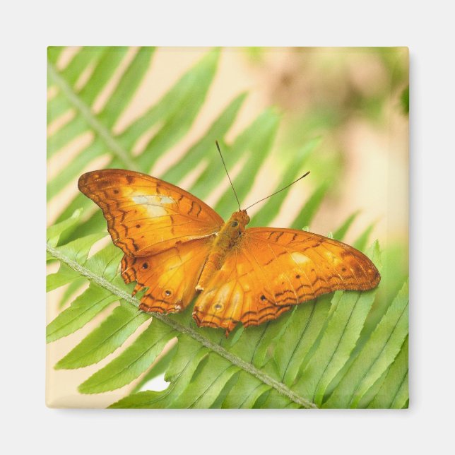 Orange Cruiser Butterfly Magnet (Framsidan)