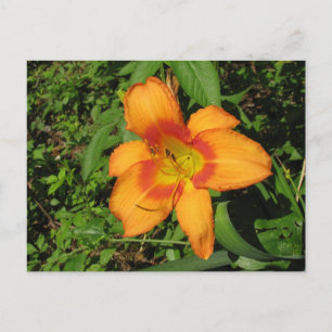 Orange Crush Daylily Vykort