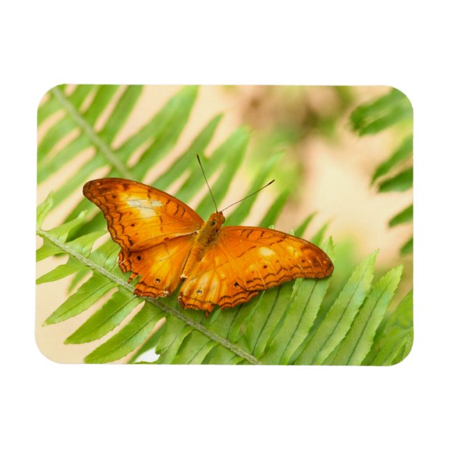 Orange Crusier butterfly Magnet (Horisontell)