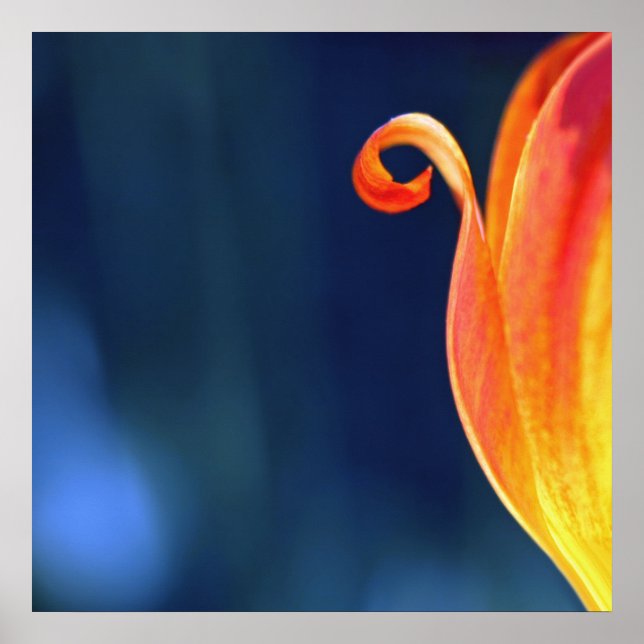 Orange Curly Tulip Petal Curl Macro Abstrakt Poster (Framsidan)