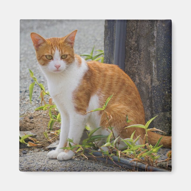 Orange Cute Kattunge Magnet (Framsidan)