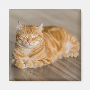 Orange Cute Kattunge Magnet
