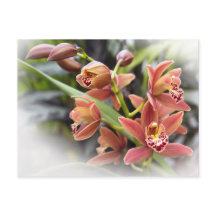 Orange Cymbidium Orchid Flowers Postcard