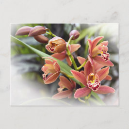 Orange Cymbidium Orchid Flowers Postcard Vykort