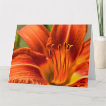 Orange daglilja Notecard
