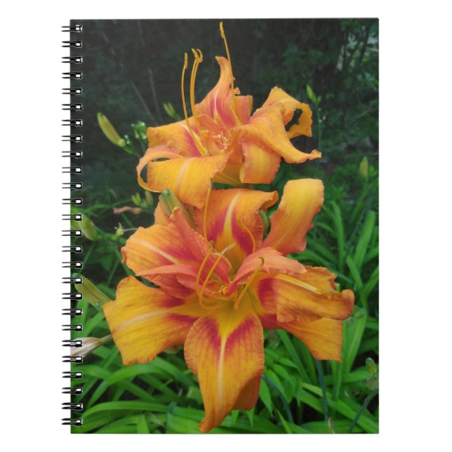 Orange Daglilje Blommor Anteckningsbok (Framsidan)
