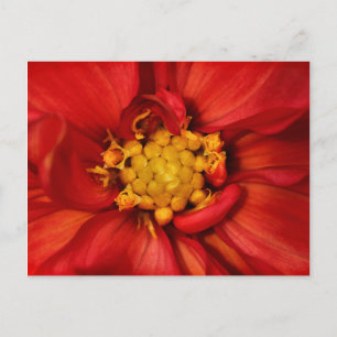 Orange Dahlia Blomma Vykort
