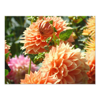 Orange Dahlia Blommor Fotografi tryck