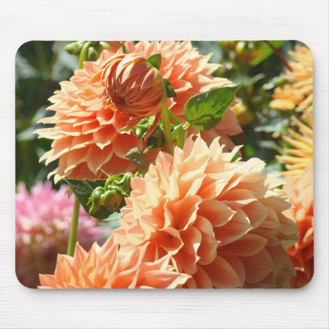 Orange Dahlia Blommor mushåll Florala presenter Musmatta (Framsidan)