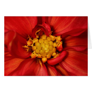 Orange Dahlia Flower OBS Kort