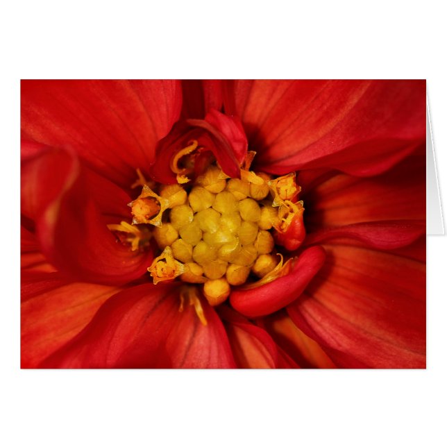 Orange Dahlia Flower OBS Kort (Framsidan Horizontal)