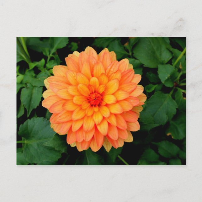 Orange Dahlia - Flower och Garden Vykort (Framsida)