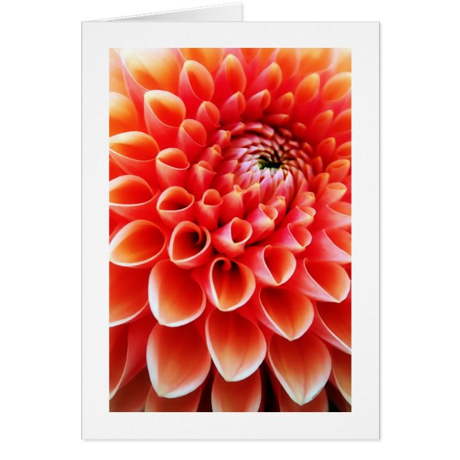 Orange Dahlia Hälsningskort (Framsidan)