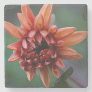 Orange Dahlia II Stenunderlägg