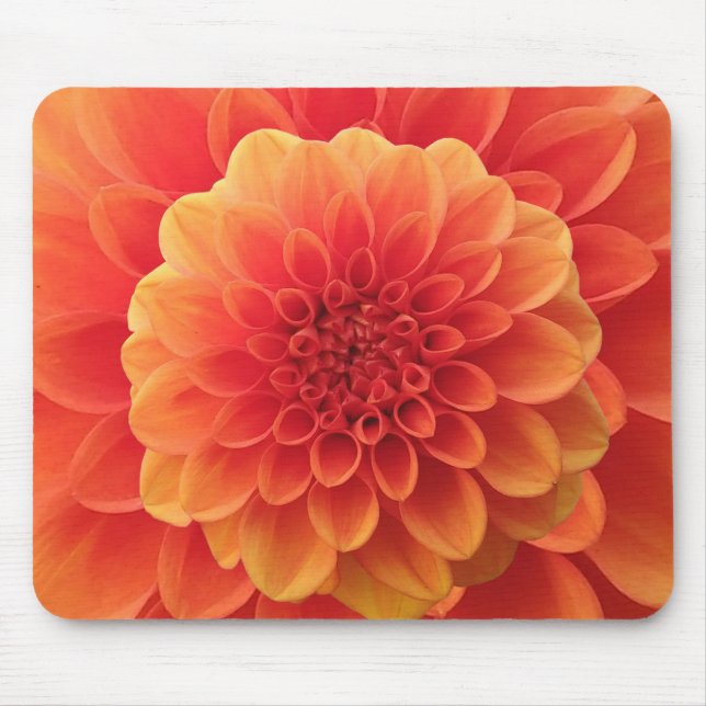 Orange Dahlia Musmatta (Framsidan)