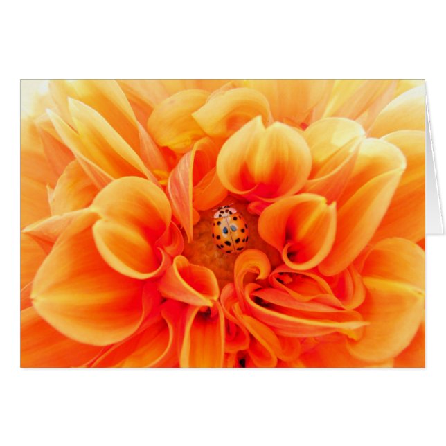 Orange Dahlia och Ladybug Hälsningskort (Framsidan Horizontal)