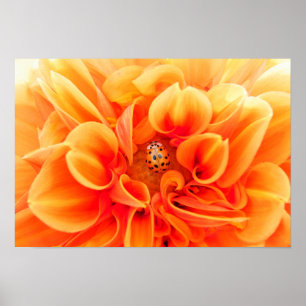 Orange Dahlia och Ladybug Poster