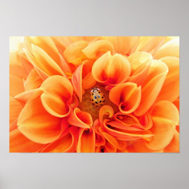 Orange Dahlia och Ladybug Poster (Framsidan)