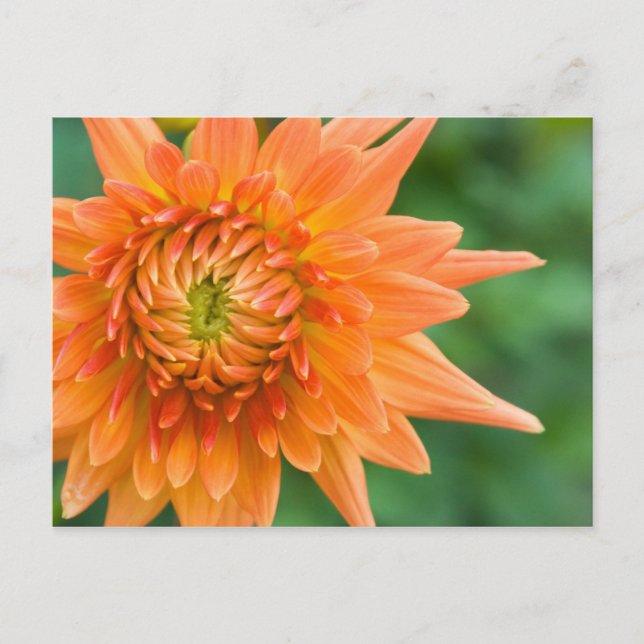 Orange Dahlia Vykort (Framsida)