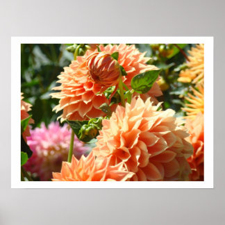 Orange Dahliablommor Trädgård konsttryck gåvor Poster