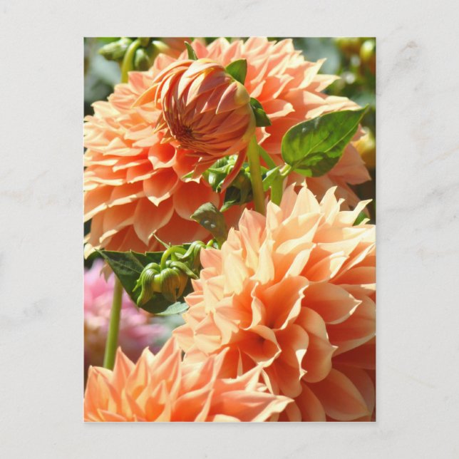 Orange Dahliablommor vykort Dahlias Blommig (Framsida)