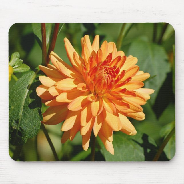 Orange Dahlie mit Knospe und Blätter Musmatta (Framsidan)