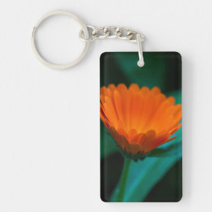 Orange daisy-blomma