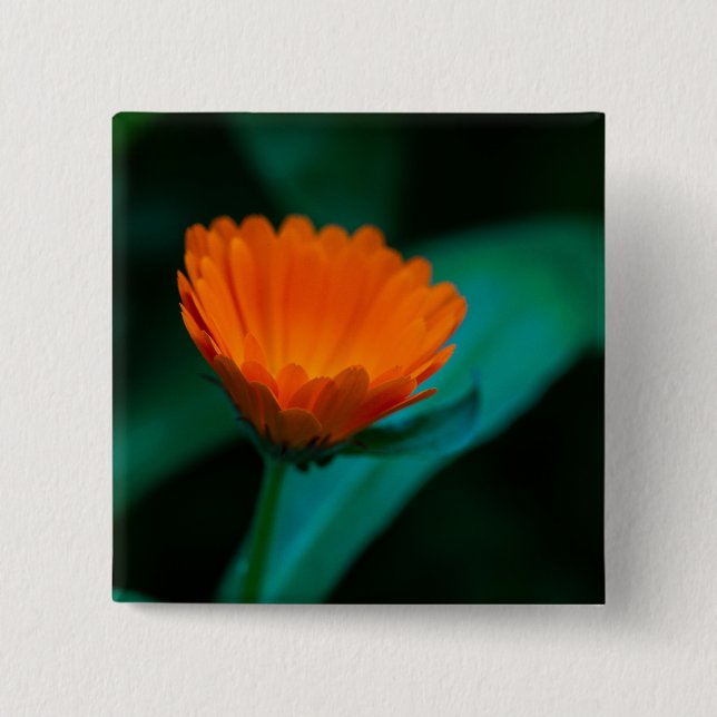 Orange daisy-blomma knapp (Framsida)