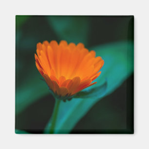 Orange daisy-blomma magnet