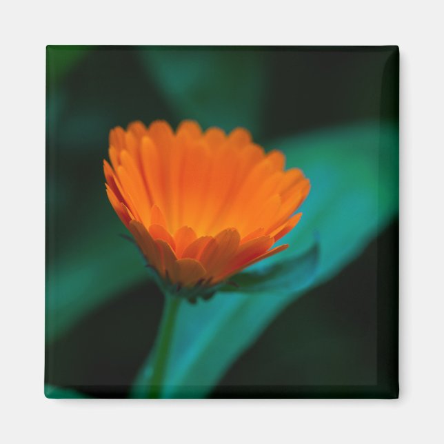 Orange daisy-blomma magnet (Framsidan)