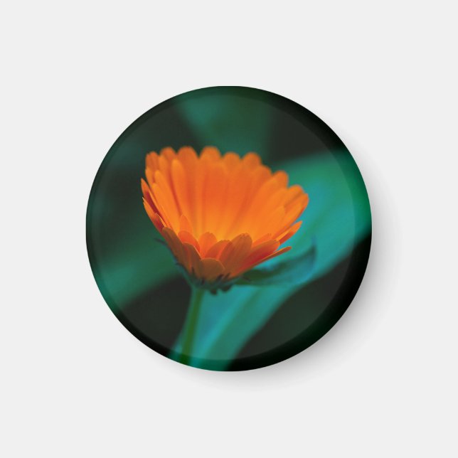 Orange daisy-blomma magnet (Framsidan)
