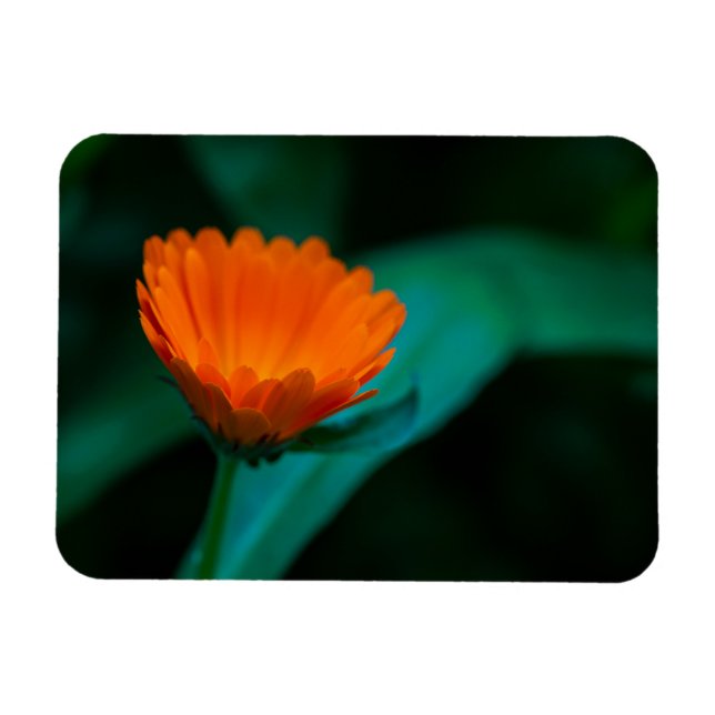 Orange daisy-blomma magnet (Horisontell)
