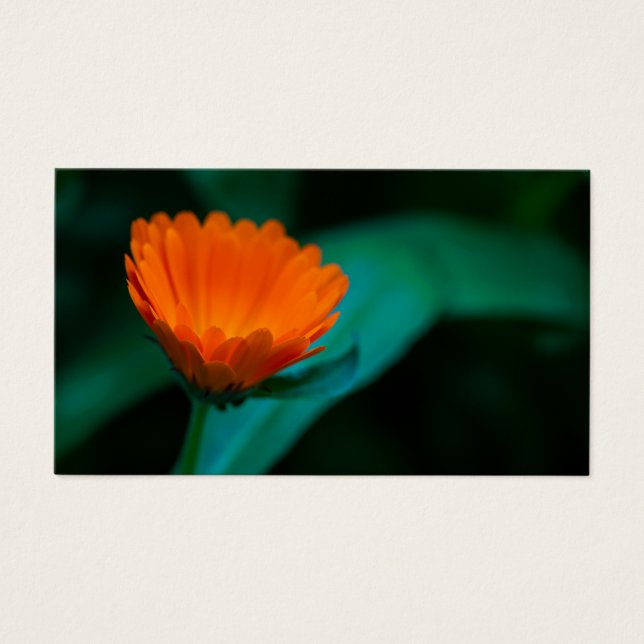 Orange daisy-blomma visitkort (Framsidan)