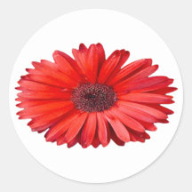 Orange Daisy Blommig Konst 