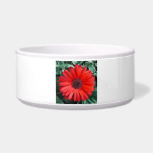 Orange Daisy Blommig Ljus Modern Blomma
