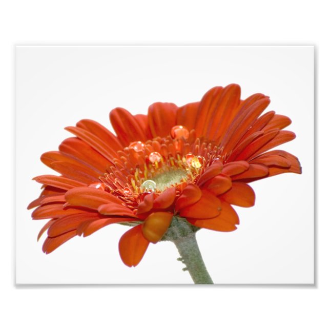 Orange Daisy Gerbera Flower Fototryck (Framsidan)