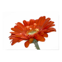 Orange Daisy Gerbera Flower