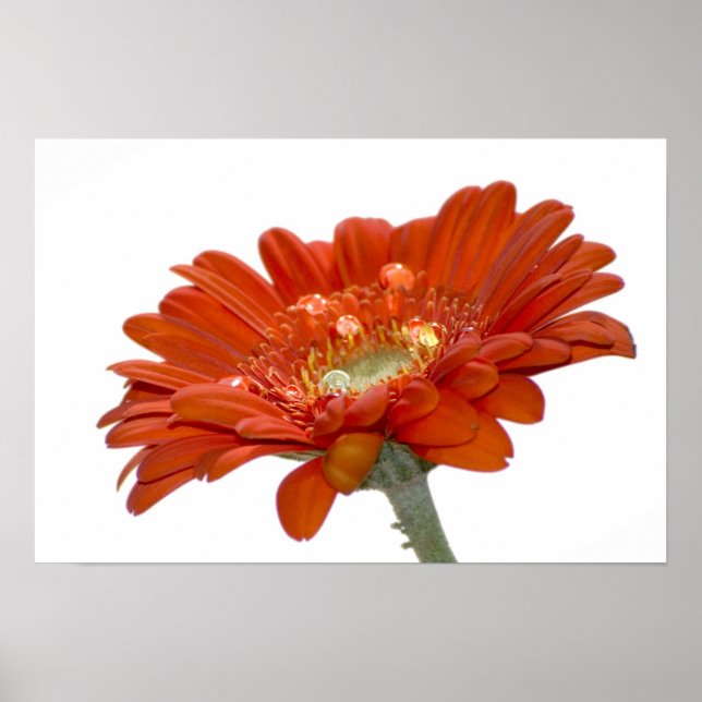 Orange Daisy Gerbera Flower Poster (Framsidan)